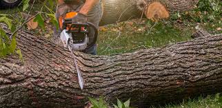 How Our Tree Care Process Works  in  West Lawn, PA