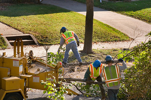 Best Storm Damage Tree Cleanup  in West Lawn, PA