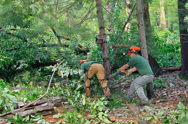 Reliable West Lawn, PA Tree Removal Solutions