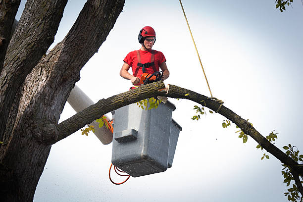 Best Fruit Tree Pruning  in West Lawn, PA